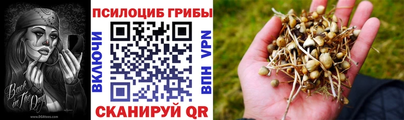 блэк спрут онион  Нижнеудинск  Псилоцибиновые грибы Psilocybe 